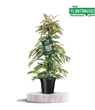 ME Ficus Amstelking | Potmaat 21 | Per stuk