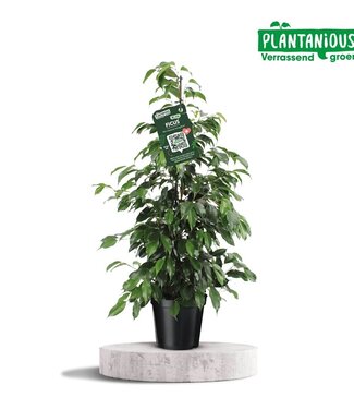 ME Ficus Benjamina Danielle | Pot size 21 | Per piece