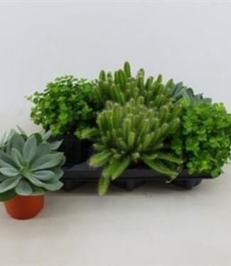 ME Houseplant Mixed | Pot size 10.5 | Per 6 pieces