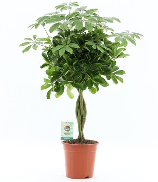 ME Schefflera Arboricola 'nora' | Taille du pot 19 | Chaque