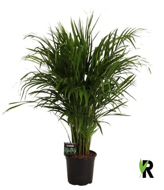 ME Dypsis lutescens | Each