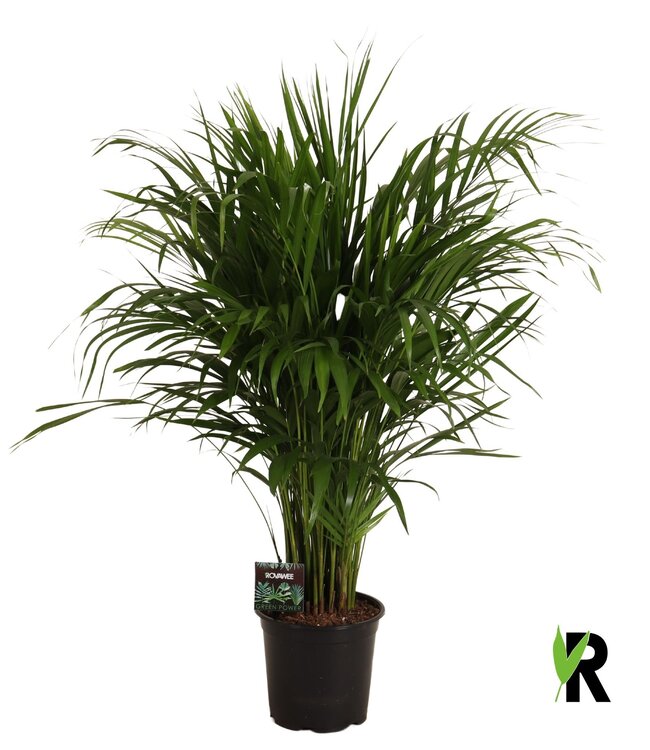 Dypsis lutescens | Each