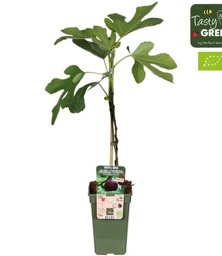 ME Ficus Gustissimo® Perretta® Bio | Potmaat 19 | Per 6 stuks