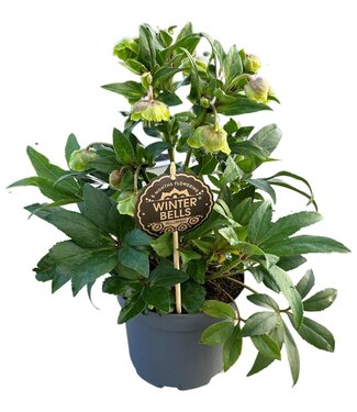 ME Helleborus Winterbells 17 CM | Per 6 pieces