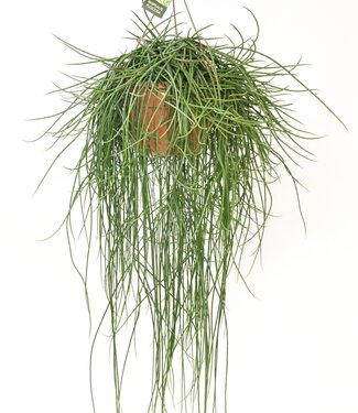 ME Rhipsalis Floccosa | Par 3 pièces