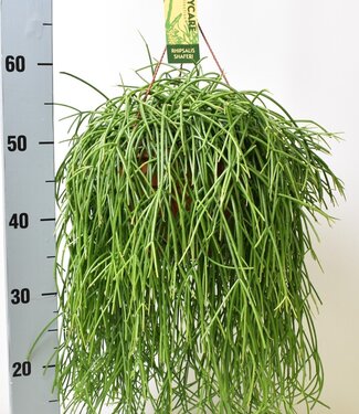 ME Rhipsalis baccifera Shaferi | Par 3 pièces