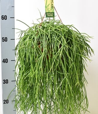 ME Rhipsalis baccifera Shaferi | Pro 3 Stück