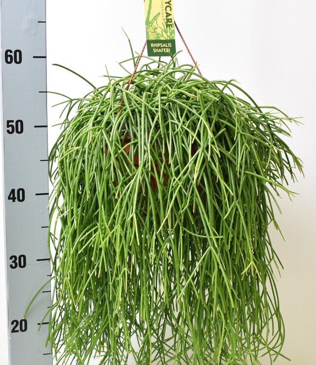 Rhipsalis baccifera Shaferi | Per 3 stuks