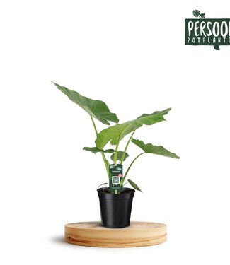 ME Alocasia Macrorrhiza | Pot size 19 | Each