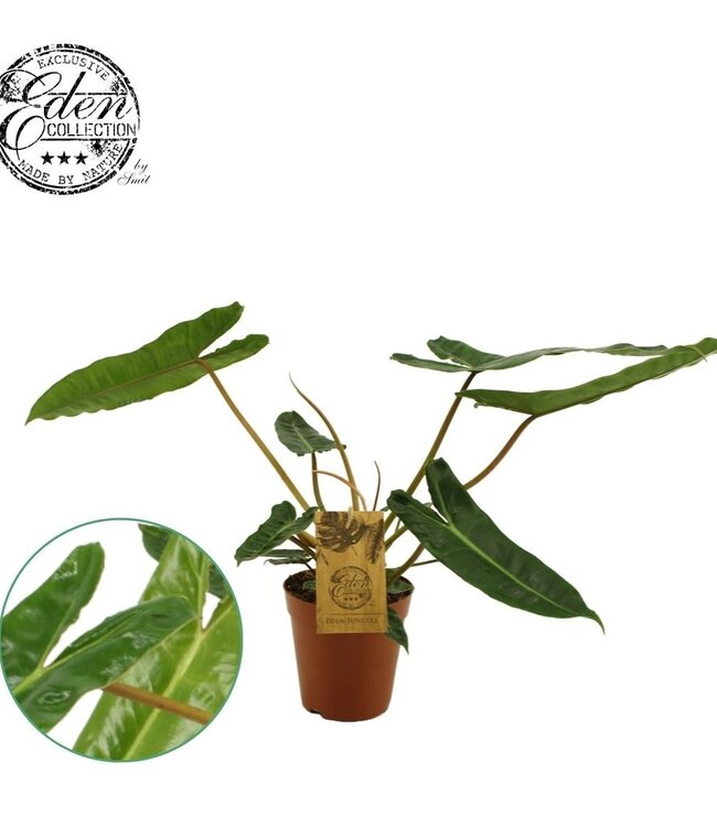 Philodendron Billetiae | Pot 15 | Par 3 pièces