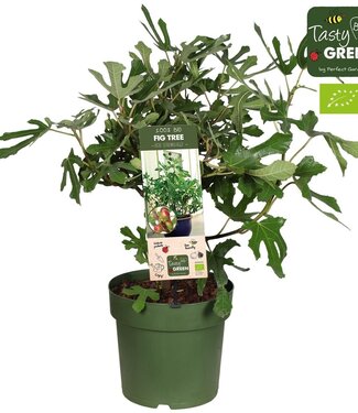 ME Ficus carica 'Little Miss Figgy' Patio Bio P23 | Pro Stück