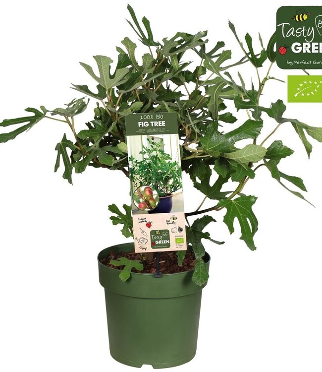 Ficus carica 'Little Miss Figgy' Patio Bio P23 | Par pièce