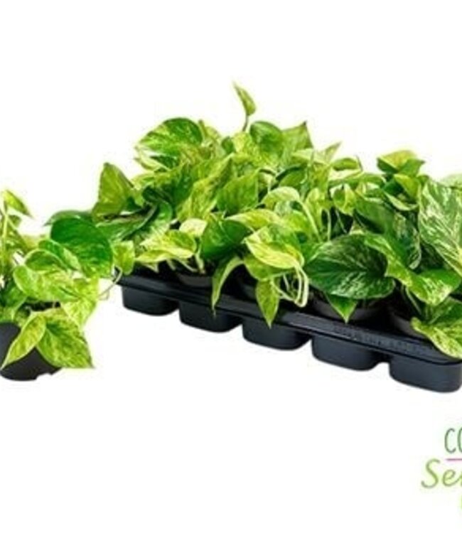 Epipremnum Pinnatum Marble Queen | Per 10 stuks