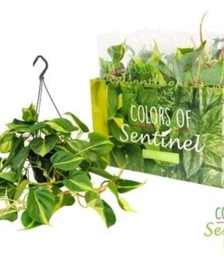 ME Philodendron Scandens 'Brasil' - Hanging pot | Per 6 pieces