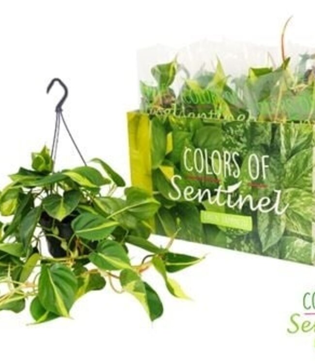 Philodendron Scandens 'Brasil' - Hanging pot | Per 6 pieces