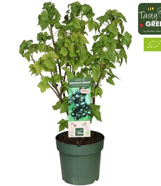 ME Ribes Low.® 'Little Black Sugar'® Patio Bio P23 | Per piece