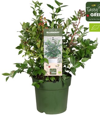 ME Vaccinium cor. 'Bingo Blue' Patio Bio P23 | Per stuk