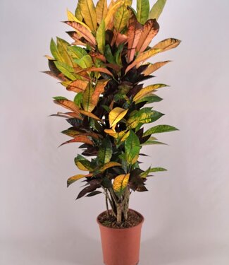 ME Codiaeum Iceton ramifié 26 cm | Chaque