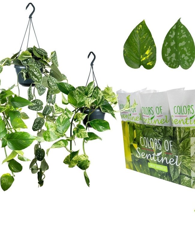 Epipremnum Pinnatum Mixed - Hanging pot in Paper | Per 6 pieces