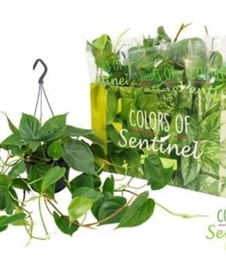 ME Philodendron Scandens - Hangpot | Per 6 stuks