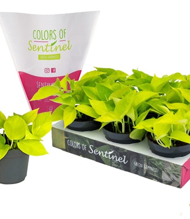 Epipremnum pinnatum Golden Pothos LESS PLASTIC | Par 6 pièces