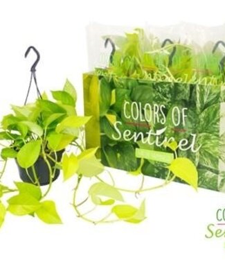 ME Epipremnum Pinnatum Golden Pothos - Hanging pot | Per 6 pieces