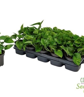 ME Epipremnum Pinnatum Global Green | Per 10 pieces