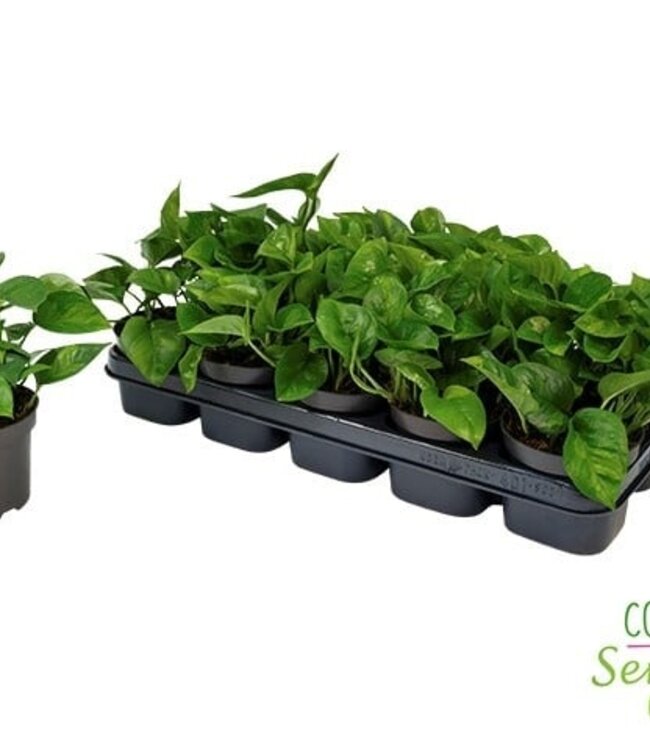 Epipremnum Pinnatum Global Green | Per 10 pieces