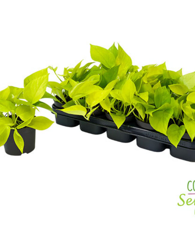 Epipremnum Pinnatum Golden Pothos | Per 10 stuks