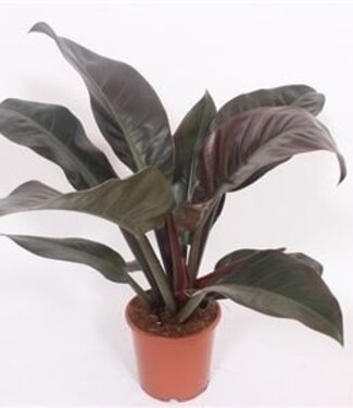 ME Philodendron Imperial Red | Per 6 pieces