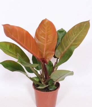 ME Philodendron Prince of Orange | Per 6 pieces