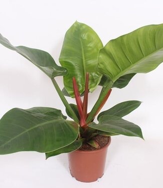 ME Philodendron Imperial Green | Per 6 pieces