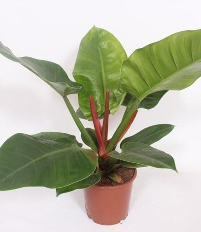 Philodendron Imperial Green | Per 6 pieces