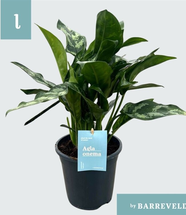 Aglaonema Maria | Taille du pot 17 | Par 6 pièces