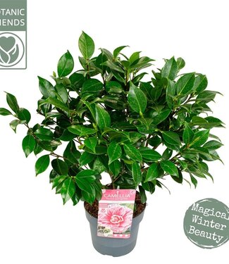 ME Camellia Jap. 'bonomiana' | Taille du pot 19 | Chaque