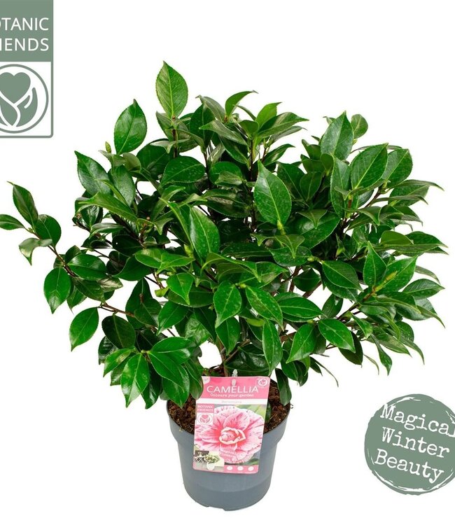 Camellia Jap. 'bonomiana' | Taille du pot 19 | Chaque