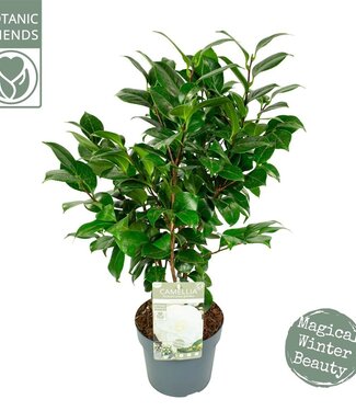 ME Camellia Jap. 'nuccio's Gem' | Taille du pot 19 | Chaque