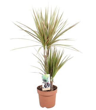 ME Dracaena Bicolor 30-15 | Pot de 17 | Par 6 pièces