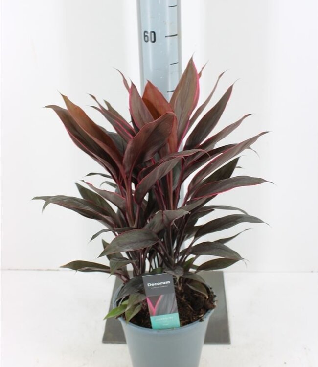 Cordyline Fr Tango | Topfgröße 19 | Pro Stück