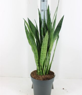 ME Sansevieria Zeylanica | Pot size 27 | Each