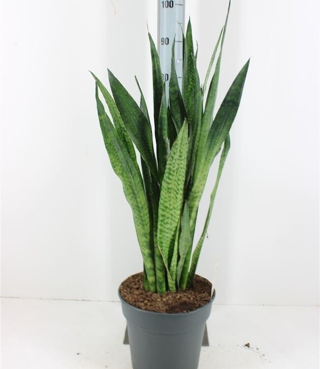 Sansevieria Zeylanica | Taille du pot 27 | Chaque