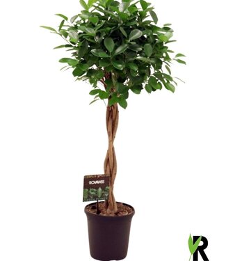 ME Ficus micr. Moclame braided trunk | each