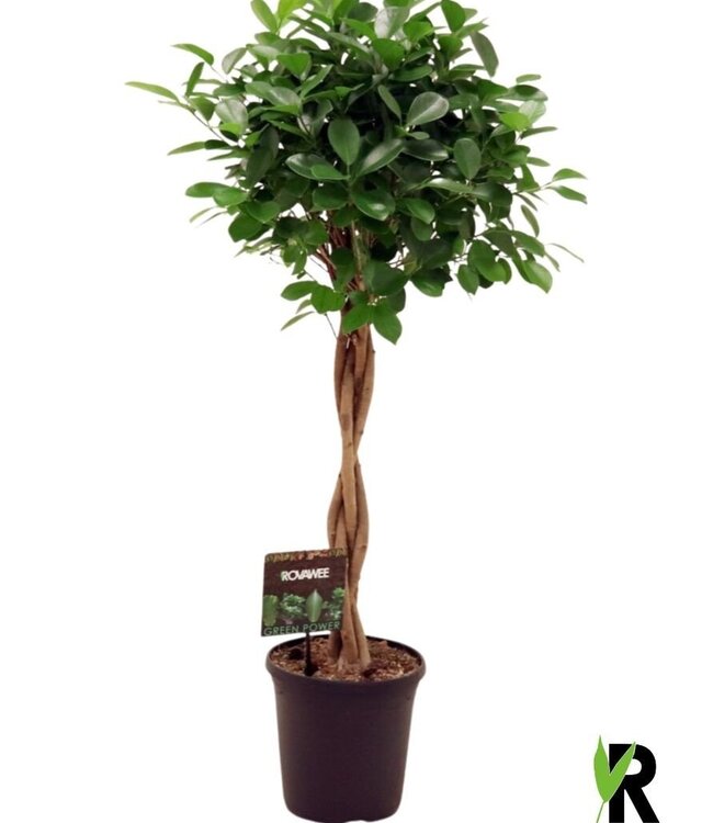 Ficus micr. Moclame braided trunk | each