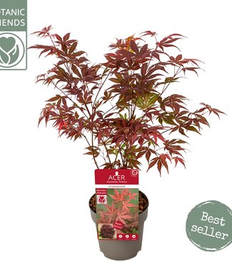 ME Acer palm. 'Atropurpureum' | Each