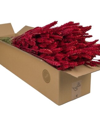 ME Dry flowers - Wheat Red | Per 4 pieces