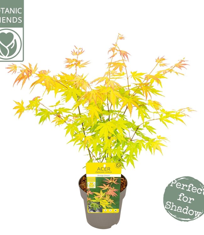 Acer palm. 'Orange Dream' | Per 6 pieces