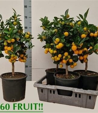 ME Citrus Microcarpa | Pro Stück