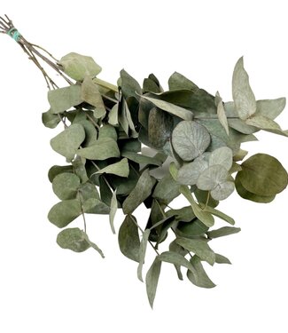 ME Droogbloemen - Eucalyptus Cinerea | Per 6 stuks