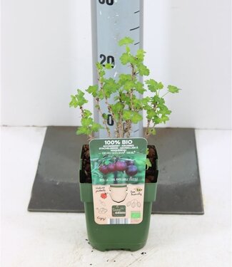 ME Ribes Uva-crispa (gooseberry) Captivator | Pot size 13 | Each