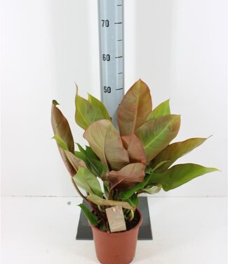 ME Philodendron Orange Prince | Pot size 17 | Each